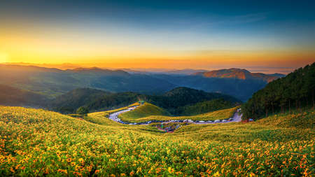 Landscape "Tung Bua Tong" or Mexican sunflower field at sunrise sky ,Maehongson (Mae Hong Son) Province, Thailand.の写真素材