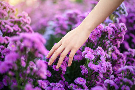 close up woman hand holding purple cutter flower in the gardenの写真素材