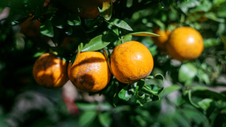 ripe fresh oranges hanging on tree in orange orchard