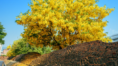 ( Cassia fistula, golden shower tree ) yellow flower blooming on roadside in april around the old wall , Chiang Mai, Thailandの写真素材
