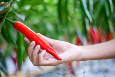 woman hand picking ripe red chilli in pepper plantation in farm garden