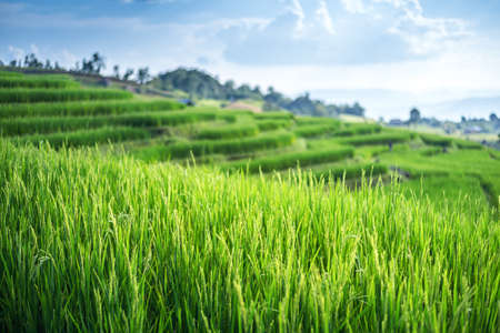 landscape Terrace Green rice field at sunriseの写真素材