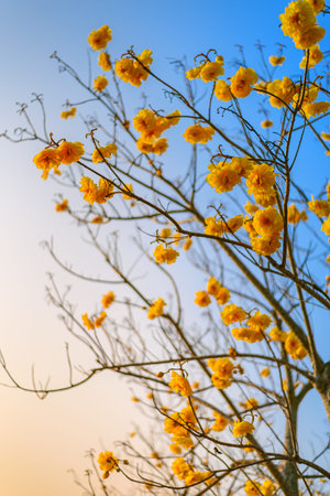 blooming Yellow Trumpet tree againts blue sky