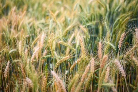 wheat and barley evening in soft sunset , focus on field