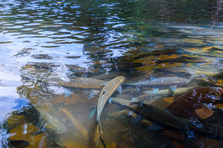 wild fish in nature stream