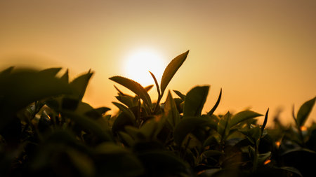 close up silhouette tea leaf in Tea plantation landscape at sunrise