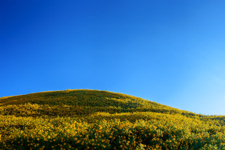 Landscape "Tung Bua Tong" or Mexican sunflower field at sunrise sky ,Maehongson (Mae Hong Son) Province, Thailand.の写真素材