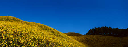 Landscape "Tung Bua Tong" or Mexican sunflower field at sunrise sky ,Maehongson (Mae Hong Son) Province, Thailand.の写真素材