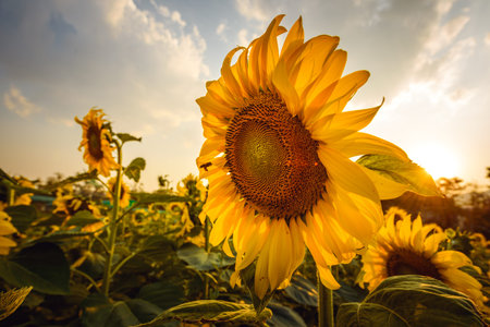 sunflower in the field at sunset
