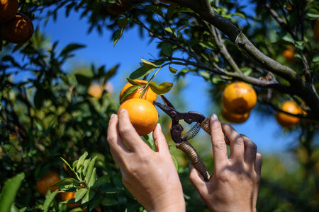 woman hand picking ripe oranges on tree in Orange plantationの写真素材