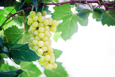 bunch of white grapes on white backgroundの写真素材