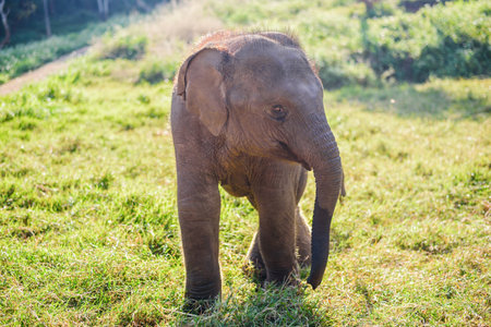 portrait funny cute baby elephant on grasslandの写真素材