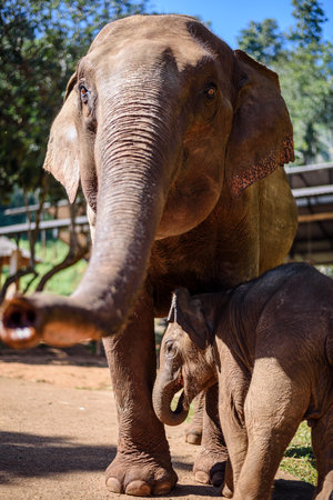 Elephant mom takes care of her baby elephantの写真素材