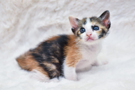 adorable kitten cat sitting comfortably on a fluffy white blanket