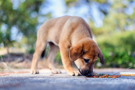 Stray puppy dog hungry eating on the roadsideの写真素材