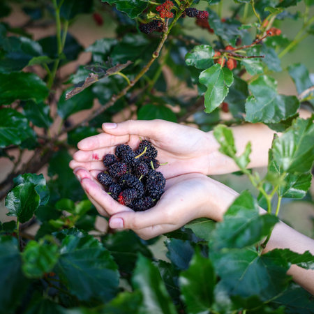 woman hand holding ripe mulberry fruit under silkworm treeの写真素材