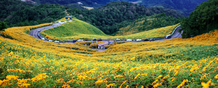 Landscape "Tung Bua Tong" or Mexican sunflower field at sunrise sky ,Maehongson (Mae Hong Son) Province, Thailand.の写真素材