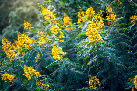 American Cassia flowers blooming on the treeの写真素材