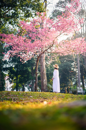 woman in white dress looking beautiful blooming cherry blossoms tree at sunset , pink sakura flower seasonの写真素材