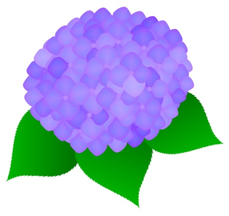 hydrangea macrophyllaのイラスト素材