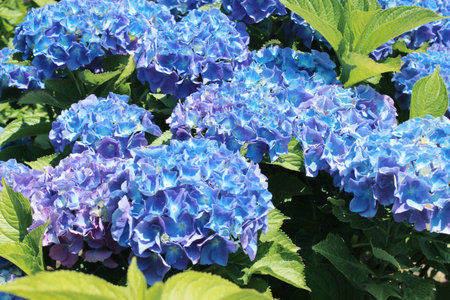 Hydrangea