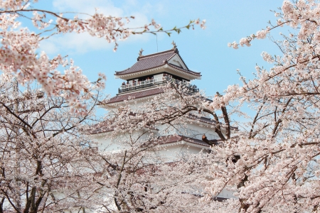 cherryのeditorial素材