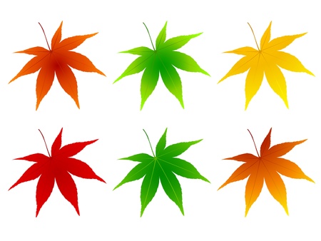 Maple leaf foliageのイラスト素材