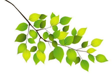 Plant leaf backgroundのイラスト素材