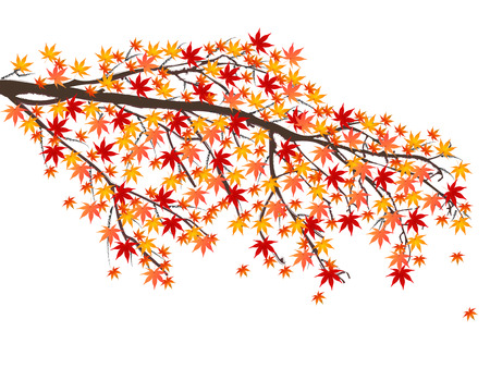  Maple tree foliageのイラスト素材