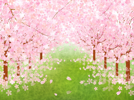 Cherry blossom backgroundのイラスト素材