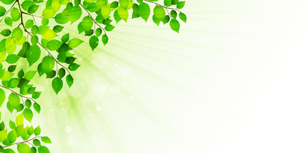 Leaf fresh green backgroundのイラスト素材