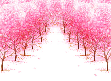 Cherry blossom backgroundのイラスト素材