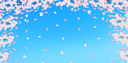 Cherry blossom backgroundの写真素材