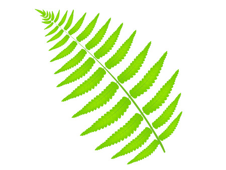 Fern leaf plantのイラスト素材