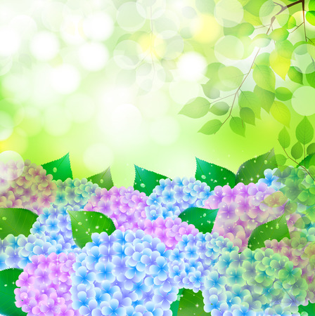 Hydrangea rainy season backgroundのイラスト素材