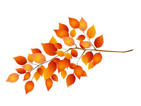 Maple foliage backgroundのイラスト素材