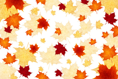 Maple foliage backgroundのイラスト素材
