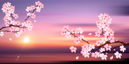 Spring cherry blossom backgroundのイラスト素材