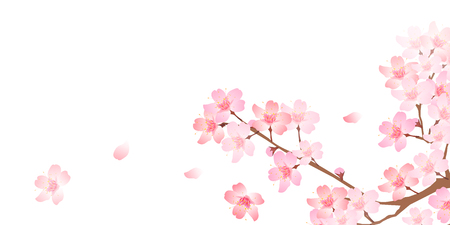 Spring cherry blossom backgroundのイラスト素材