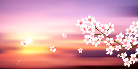 Cherry spring flower backgroundのイラスト素材