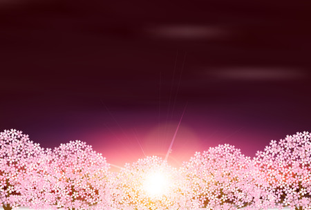 Cherry spring flower backgroundのイラスト素材