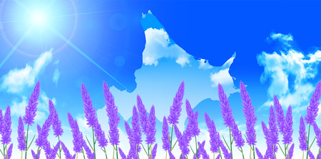 Lavender Hokkaido landscape backgroundのイラスト素材