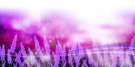 Lavender flower landscape backgroundのイラスト素材
