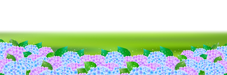 Hydrangea rainy season landscape backgroundのイラスト素材