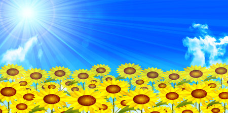 Sunflower summer landscape backgroundのイラスト素材