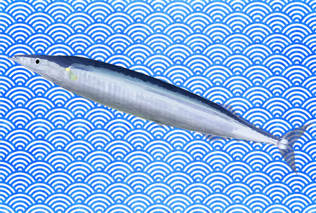 Pacific saury fish sea backgroundのイラスト素材