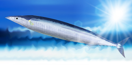 Pacific saury fish sea backgroundのイラスト素材