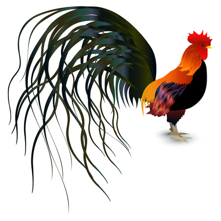 Rooster chicken greeting card iconのイラスト素材