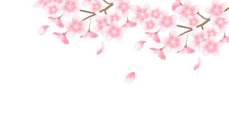 Cherry spring flower backgroundのイラスト素材