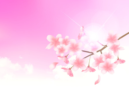 Cherry Flower Spring backgroundのイラスト素材